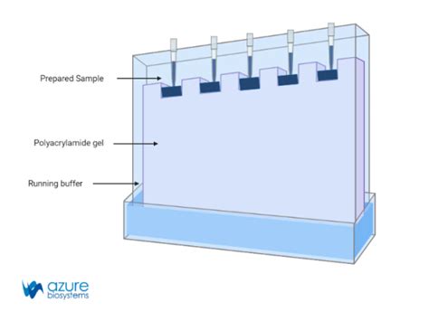 direct loading of gels|1.4: Gel Loading and Running .